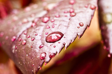 Gota en hoja