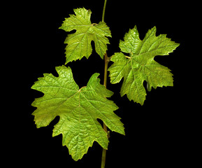 Vine isolated on black background