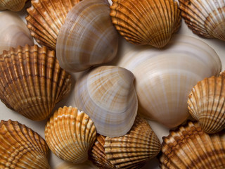 shell background