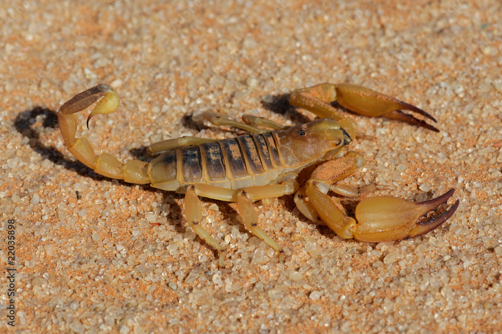 Wall mural Aggressive scorpion