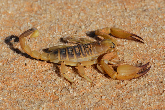 Aggressive scorpion
