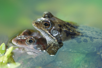 Frog sex