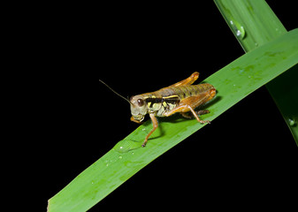 Grasshopper on grass-blade 2