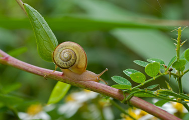Snail on grass 4