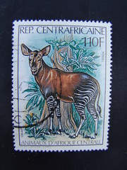 okapi