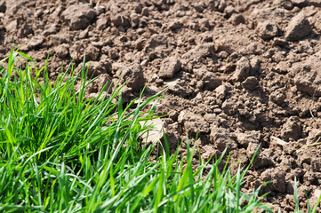 Landwirtschaft, Pflanzen
