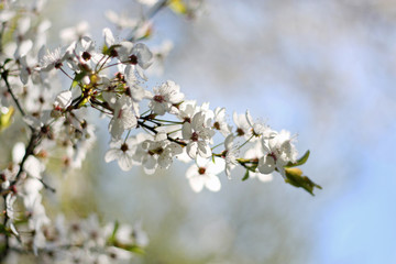 Obstblüte