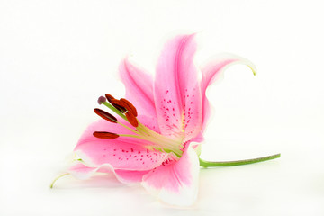 Lilie © silencefoto