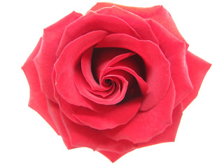 red damask rose