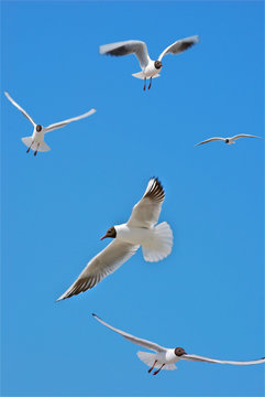 mouettes en plein vol3