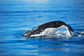 Whale in Australia