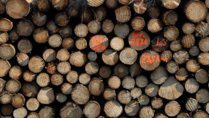 Stirnseite eines Holzstoßes mit Stämmen unterschiedlichen Durchm