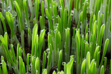 Green sprouts.