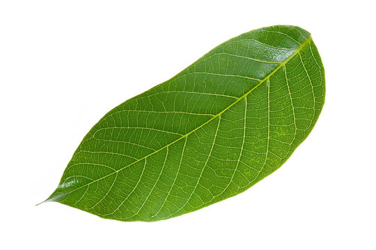 walnut leaf