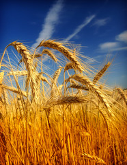 wheat © Željko Radojko