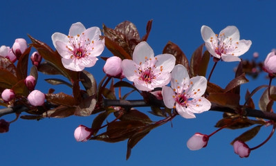 Obrazy na Szkle  japonia sakura