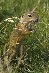European ground squirrel / Spermophilus citellus