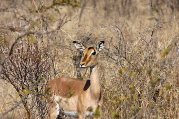 Female Impala in wild
