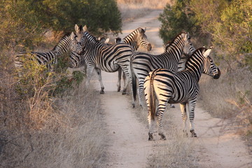 Burchells Zebra in road