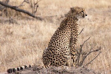 Cheetah on lookout