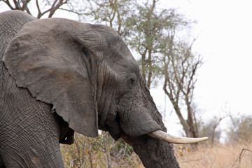 Profile of Elephant