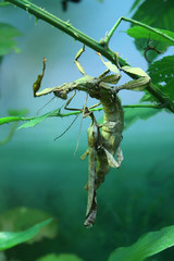 Obraz premium stick-insects