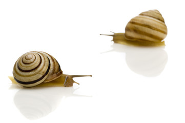 snail
