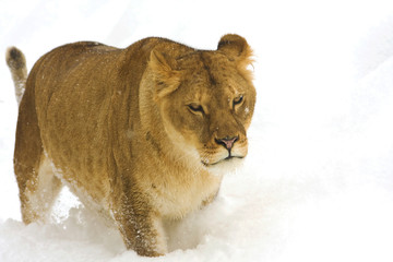 a lioness on snow in a winter scene