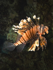 Lionfish