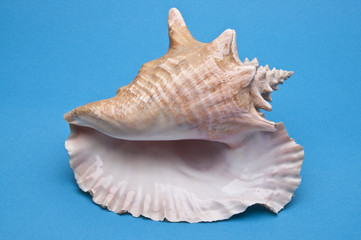 Conch Shell