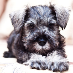 Puppy minischnauzer on the sofa