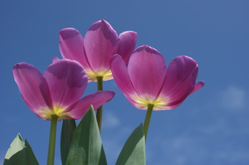 spring tulips