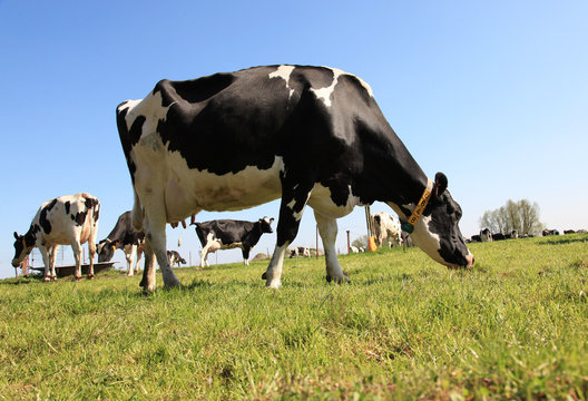 vache