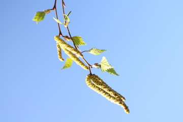 Allergie durch Birkenpollen