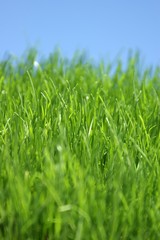 green grass