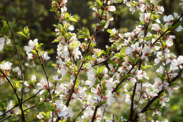 Tree branch with white blossoming flowers, selective focus