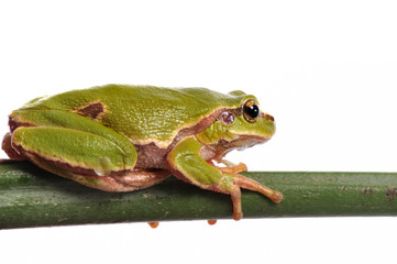 closeup green tree frog isolated on white background