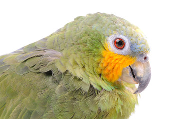 parrot isolated on the white background