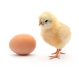 Obraz premium Chick and egg