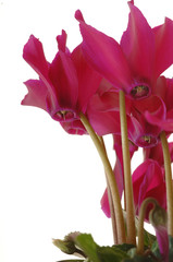 Cyclamen im Closeup Blüten von Alpenveilchen