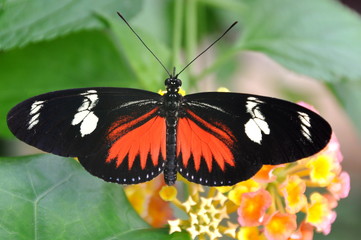 Fototapeta na wymiar Doris Longwing Butterfly