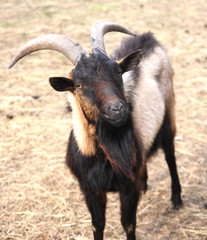 Dark wild goat