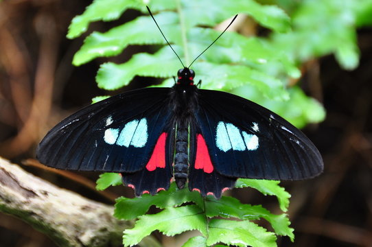 Pink Cattleheart Butterfly