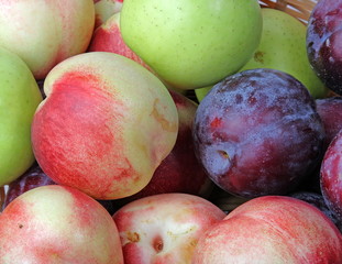 The closeup of various fruits