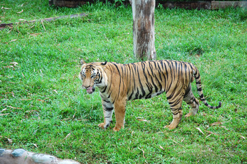 Fototapeta na wymiar Tygrys w dzień pada