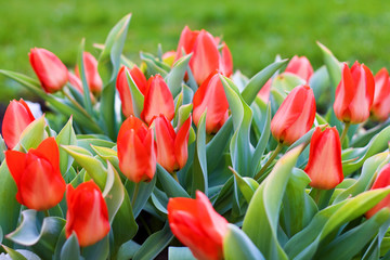 Wiese mit roten Tulpen