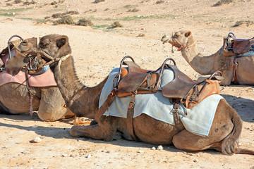 Fototapeta premium Camels in the desert
