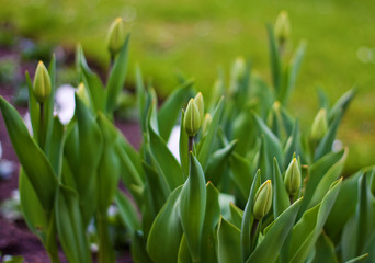 Tulpenknospen