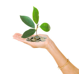 Palm with a tree growing from pile of coins