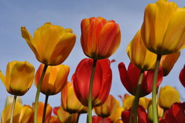 Orange and Yellow Tullips with Blue Sky